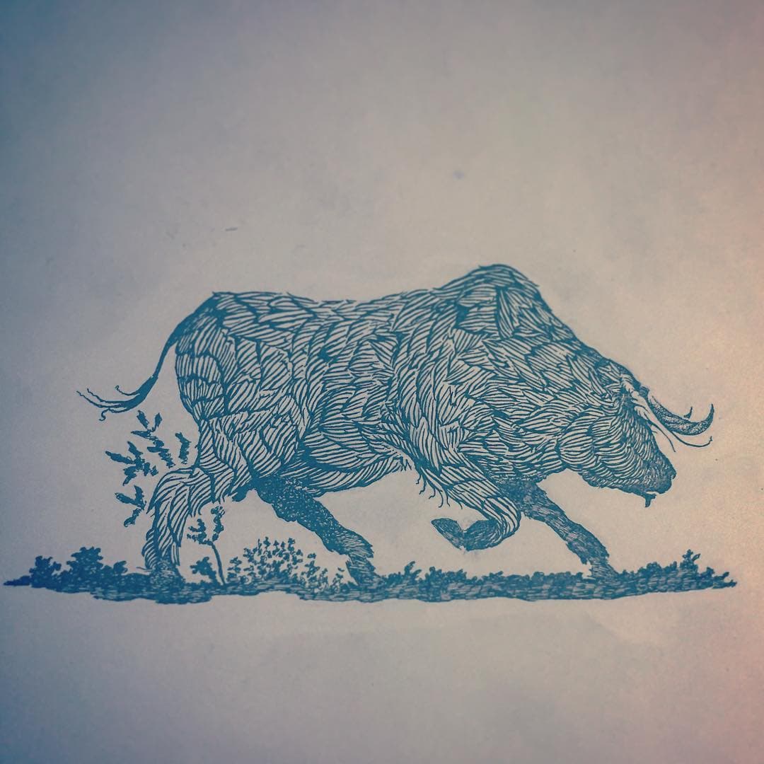 Ink drawing of a bull