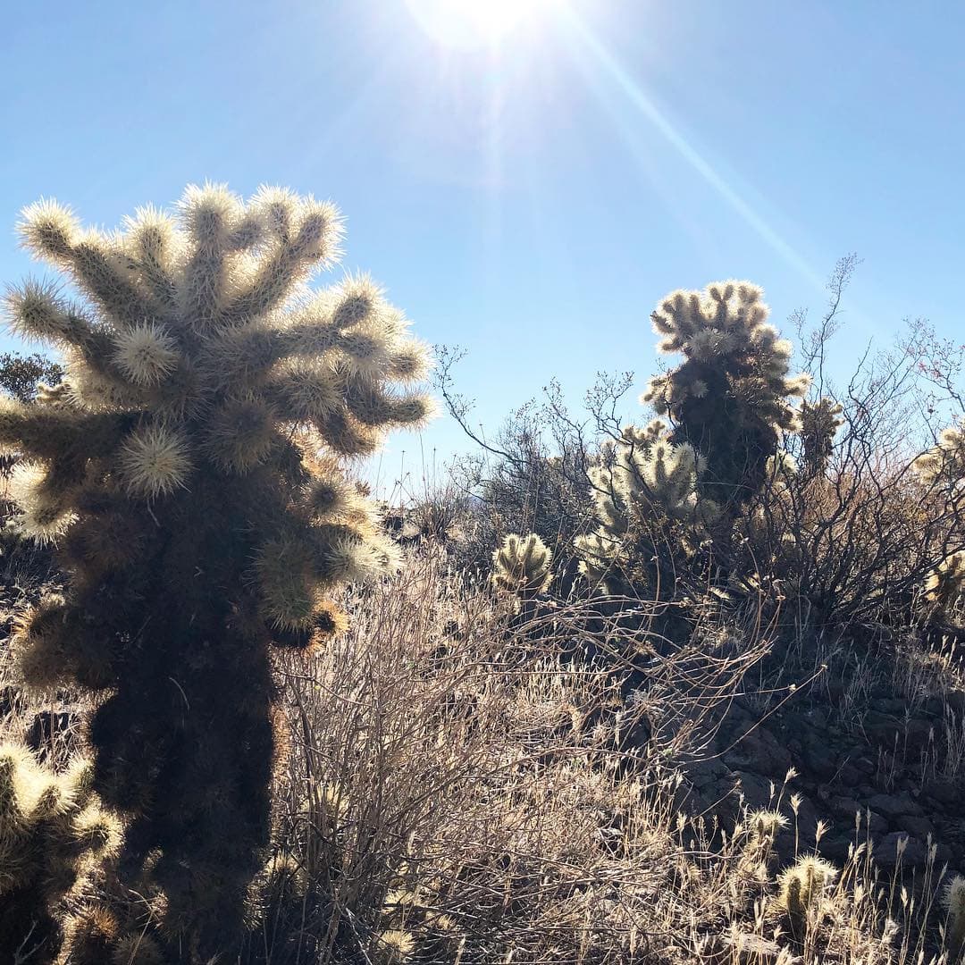 Brown's Ranch hiking with cacti and lots of sun in Phoenix, AZ