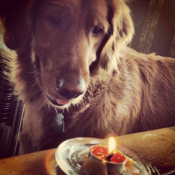 Golden retriever entranced by candle