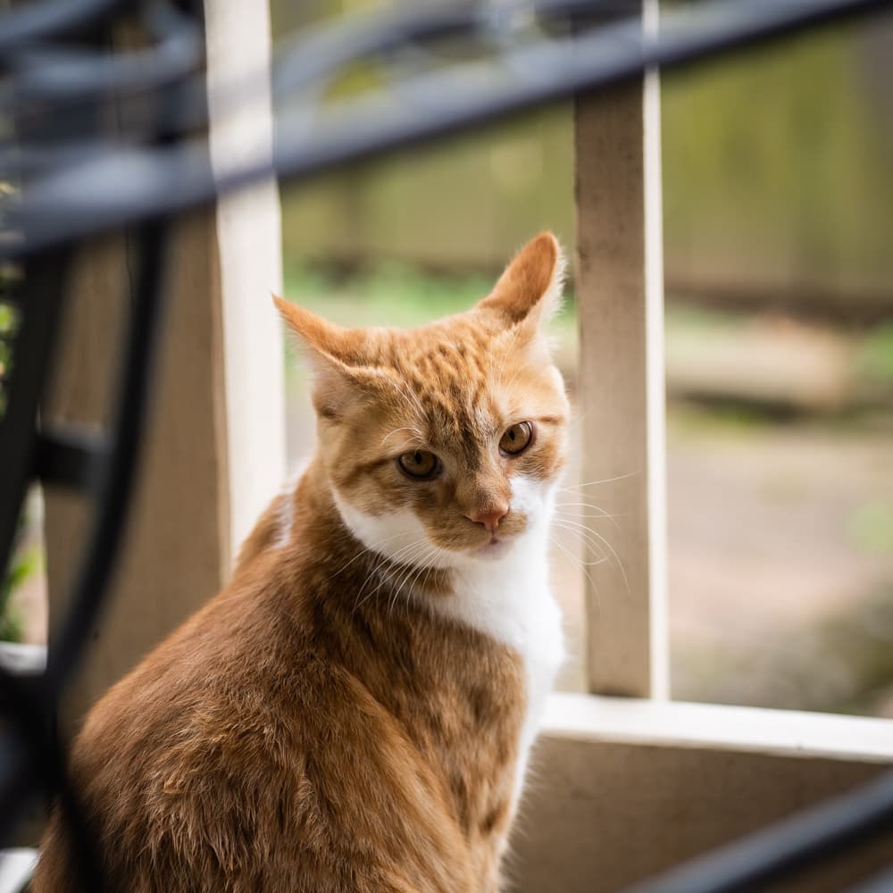 Sunny portrait of a cat sitting and looking at the viewer