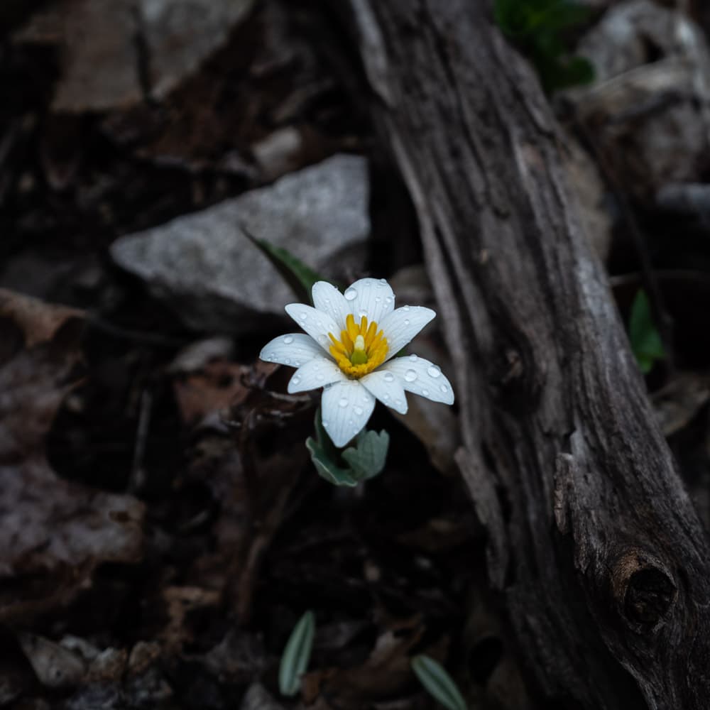 Closeup of a small white flower poking out of a damp leafy ground